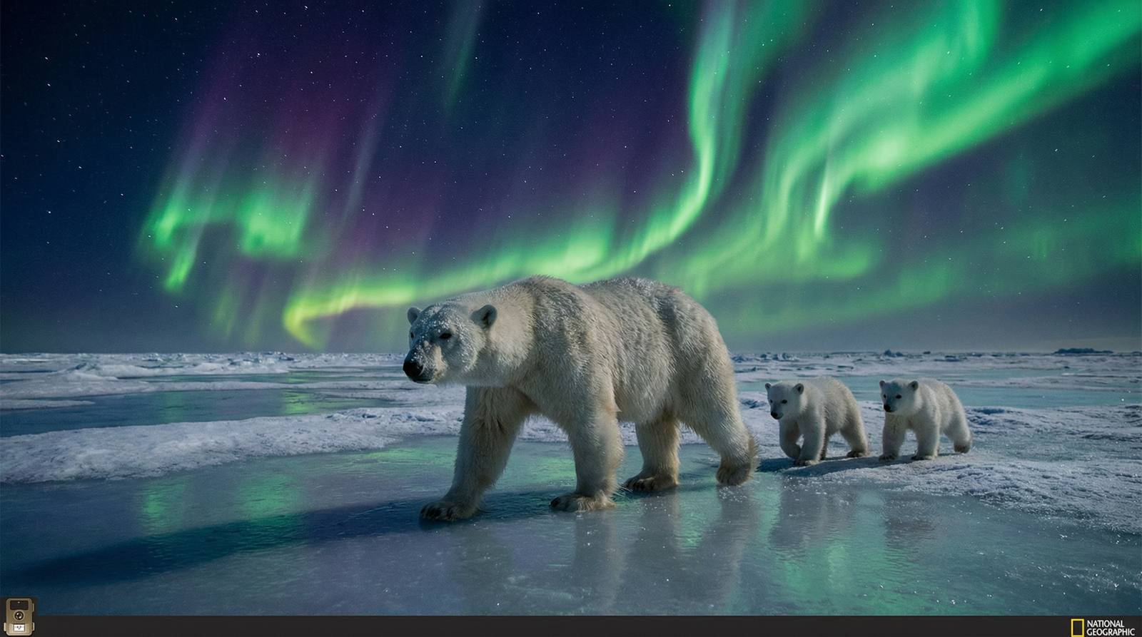 海角网北极熊视频